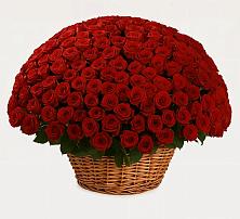 Премиум букет из: Розы в Амзя